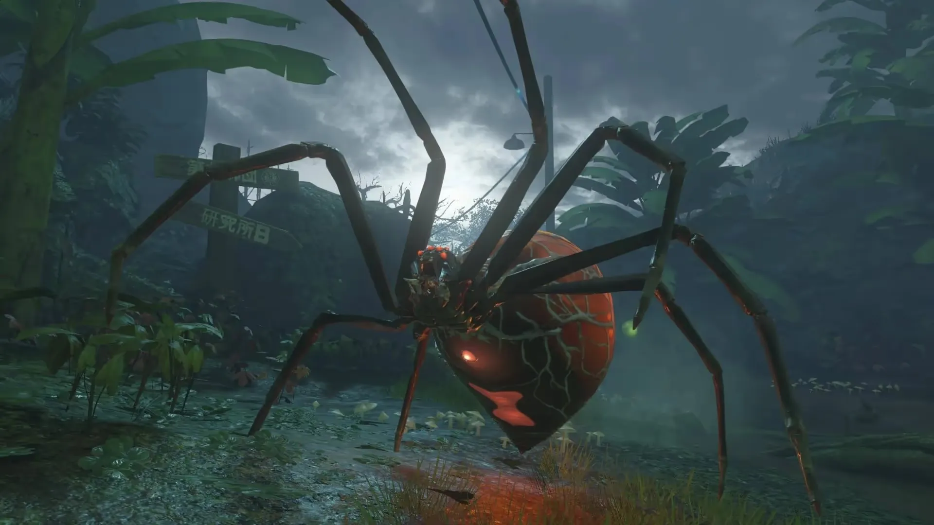 Spider image